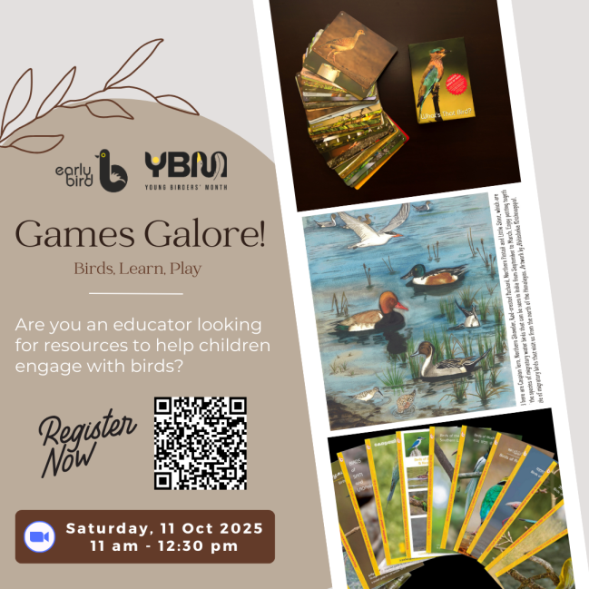 Games Galore! Birds, Learn, Play