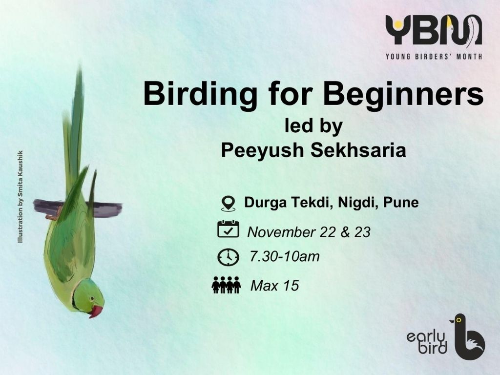 Birding for Beginners!
