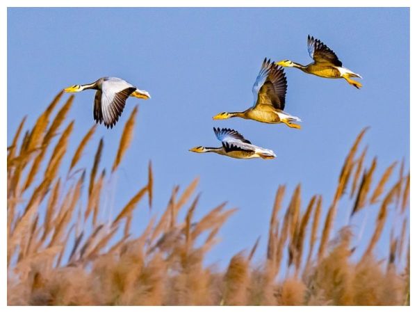 6. Toolkit Migratory Birds