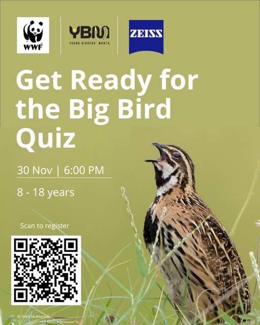 Big Bird Quiz