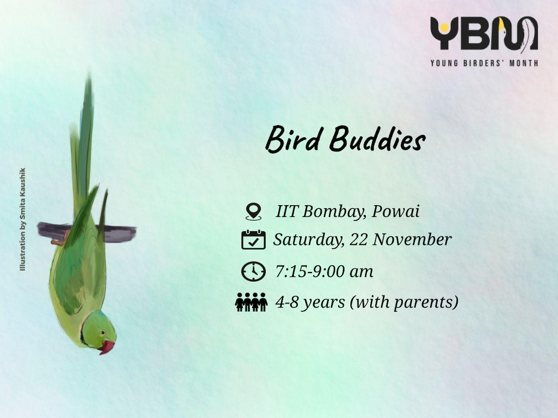 Bird Buddies