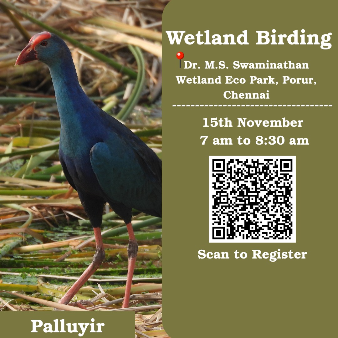 Wetland birding