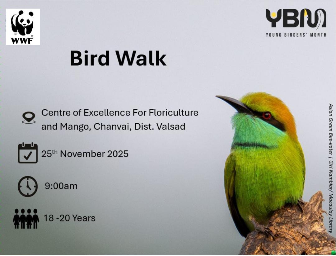 Bird Walk at Valsad